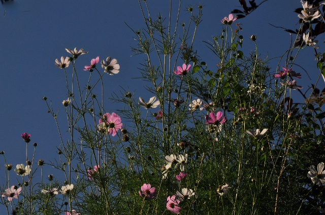 happy flowers